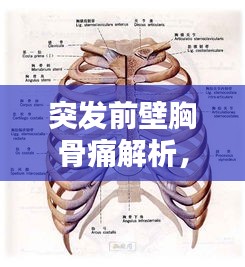 突发前壁胸骨痛解析，症状原因与应急措施