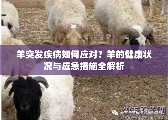 羊突发疾病如何应对？羊的健康状况与应急措施全解析